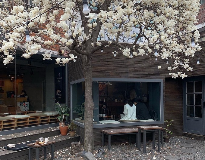 Không phải hoa anh đào, mộc lan mới chính là loài hoa đang vào độ bung nở đẹp nhất tại Seoul - Ảnh 11. Không phải hoa anh đào, mộc lan mới chính là loài hoa đang vào độ bung nở đẹp nhất tại Seoul - Ảnh 11.