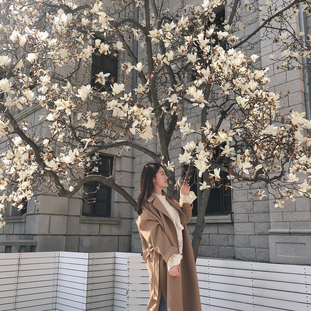 Không phải hoa anh đào, mộc lan mới chính là loài hoa đang vào độ bung nở đẹp nhất tại Seoul - Ảnh 2. Không phải hoa anh đào, mộc lan mới chính là loài hoa đang vào độ bung nở đẹp nhất tại Seoul - Ảnh 2.