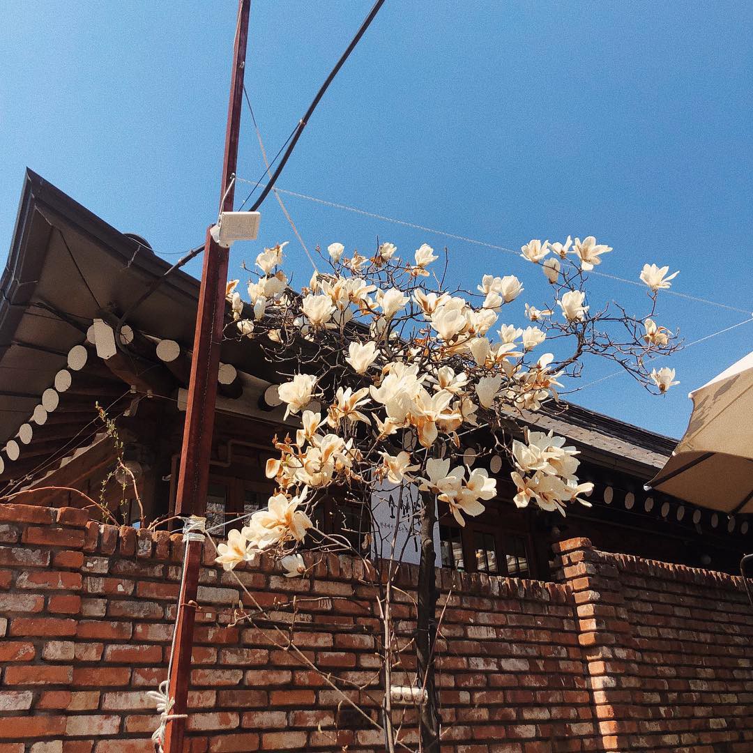 Không phải hoa anh đào, mộc lan mới chính là loài hoa đang vào độ bung nở đẹp nhất tại Seoul - Ảnh 6. Không phải hoa anh đào, mộc lan mới chính là loài hoa đang vào độ bung nở đẹp nhất tại Seoul - Ảnh 6.