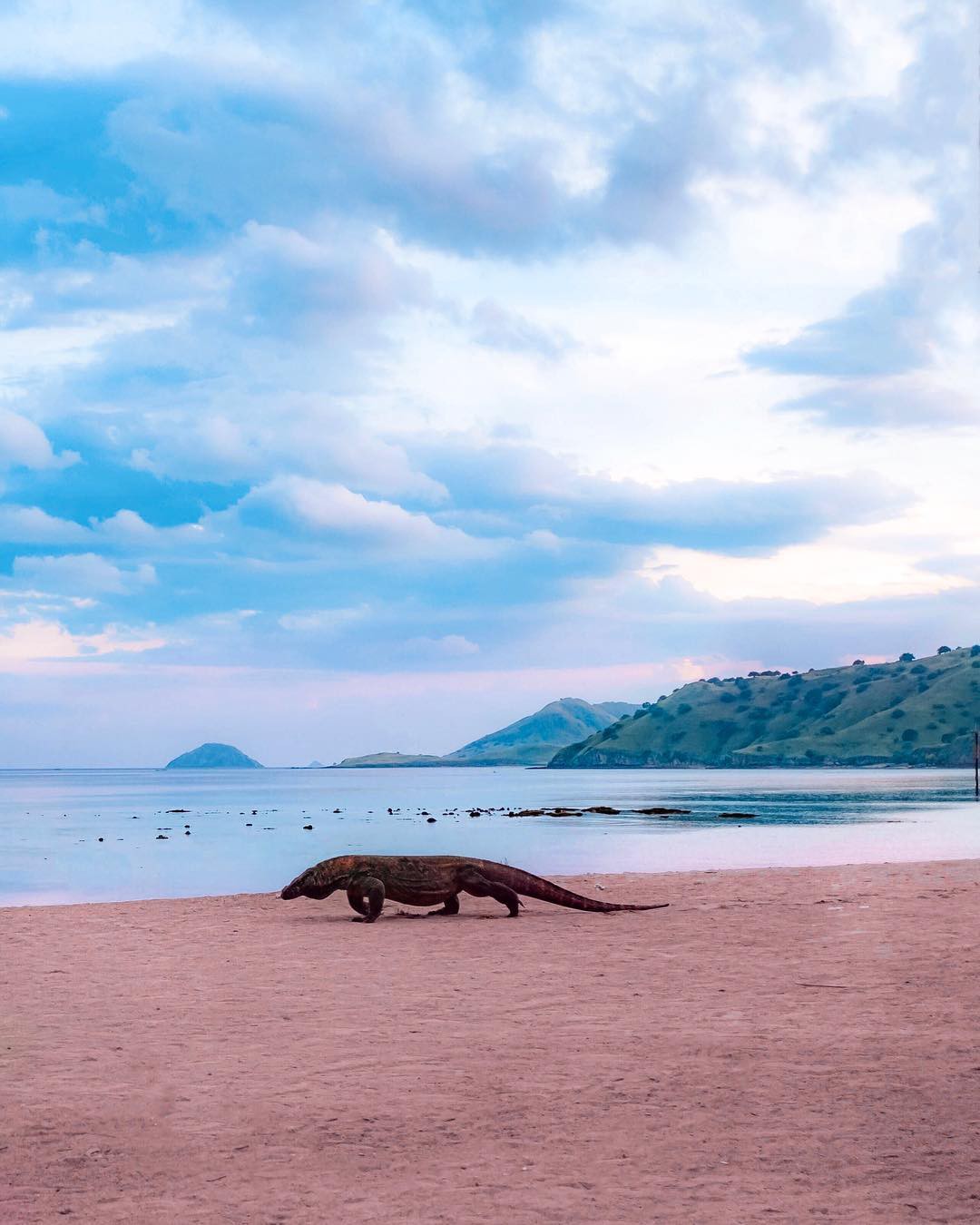 Đảo rồng Komodo tại Indonesia sẽ đóng cửa vào năm 2020, đi ngay trước khi quá muộn nào! - Ảnh 1. Đảo rồng Komodo tại Indonesia sẽ đóng cửa vào năm 2020, đi ngay trước khi quá muộn nào! - Ảnh 1.