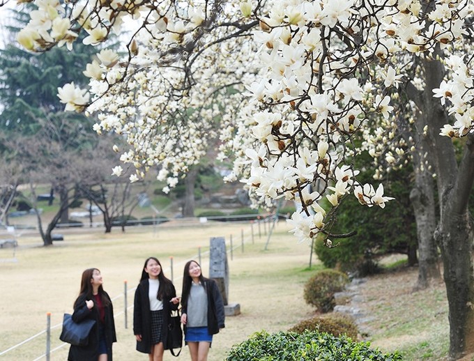 Không phải hoa anh đào, mộc lan mới chính là loài hoa đang vào độ bung nở đẹp nhất tại Seoul - Ảnh 13. Không phải hoa anh đào, mộc lan mới chính là loài hoa đang vào độ bung nở đẹp nhất tại Seoul - Ảnh 13.