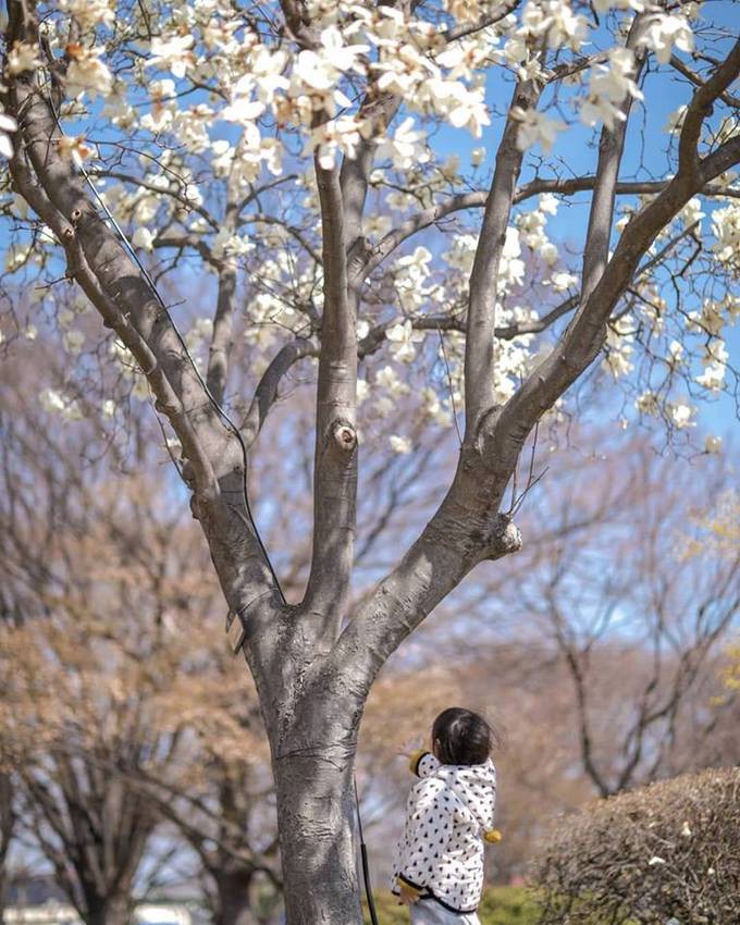 Không phải hoa anh đào, mộc lan mới chính là loài hoa đang vào độ bung nở đẹp nhất tại Seoul - Ảnh 14. Không phải hoa anh đào, mộc lan mới chính là loài hoa đang vào độ bung nở đẹp nhất tại Seoul - Ảnh 14.