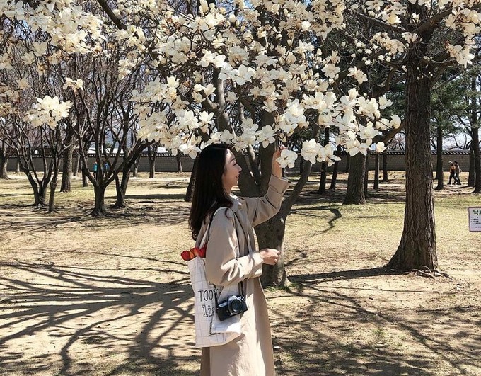 Không phải hoa anh đào, mộc lan mới chính là loài hoa đang vào độ bung nở đẹp nhất tại Seoul - Ảnh 15. Không phải hoa anh đào, mộc lan mới chính là loài hoa đang vào độ bung nở đẹp nhất tại Seoul - Ảnh 15.