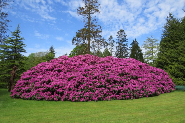 Tròn mắt ngắm nhìn cây hoa đỗ quyên hơn 120 tuổi khổng lồ nhất thế giới, có thể nuốt chửng cả vài trăm người cùng một lúc - Ảnh 4.