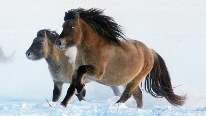 Nhân bản loài ngựa tiền sử đã tuyệt chủng, từ mẫu máu còn sót lại trong băng vĩnh cửu - Ảnh 3.
