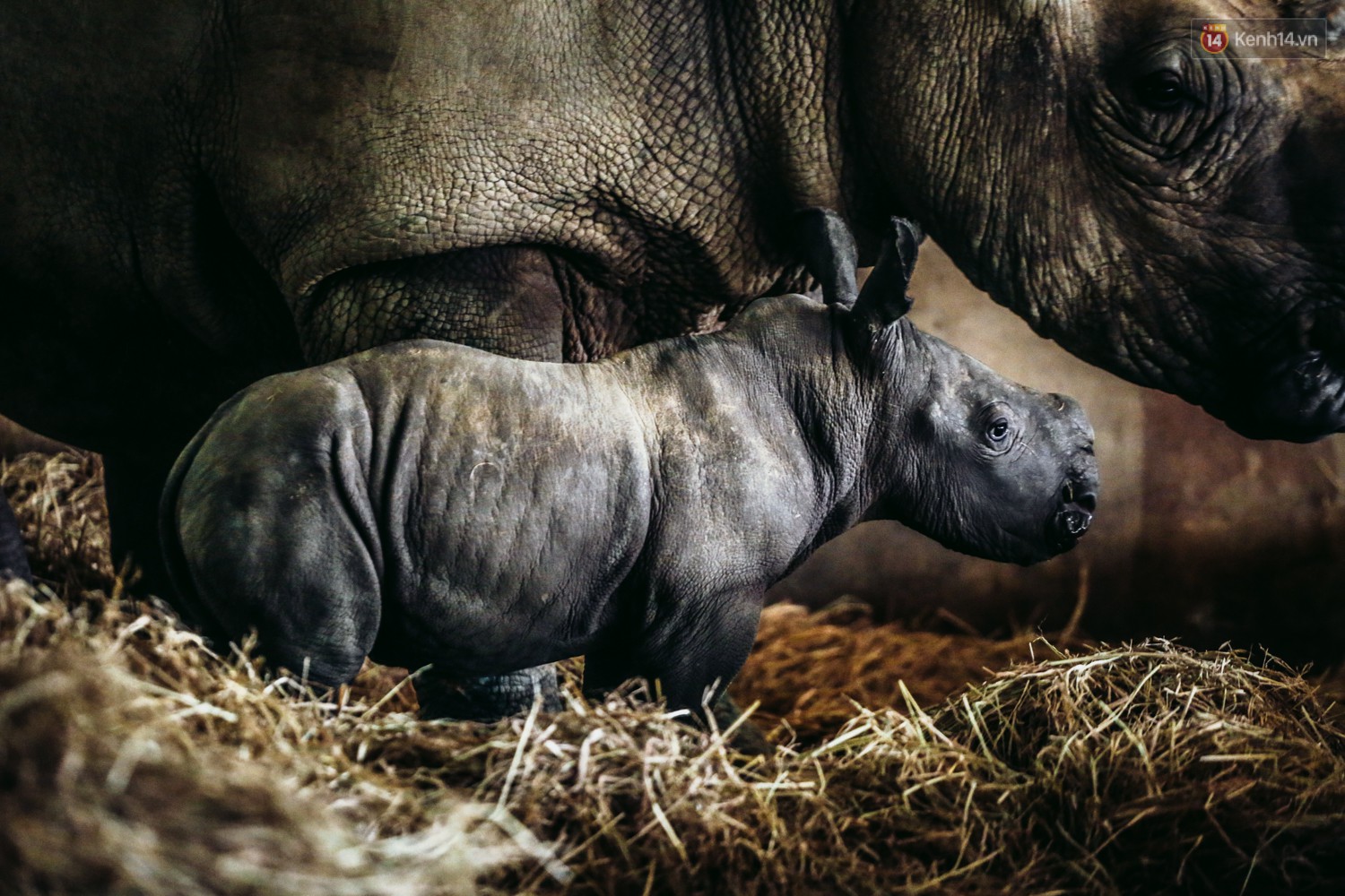 The closure of two rare white rhinos were born in Vietnam for the past decade - Photo 1. The closure of two rare white rhinos were born in Vietnam for the past decade - Photo 1.