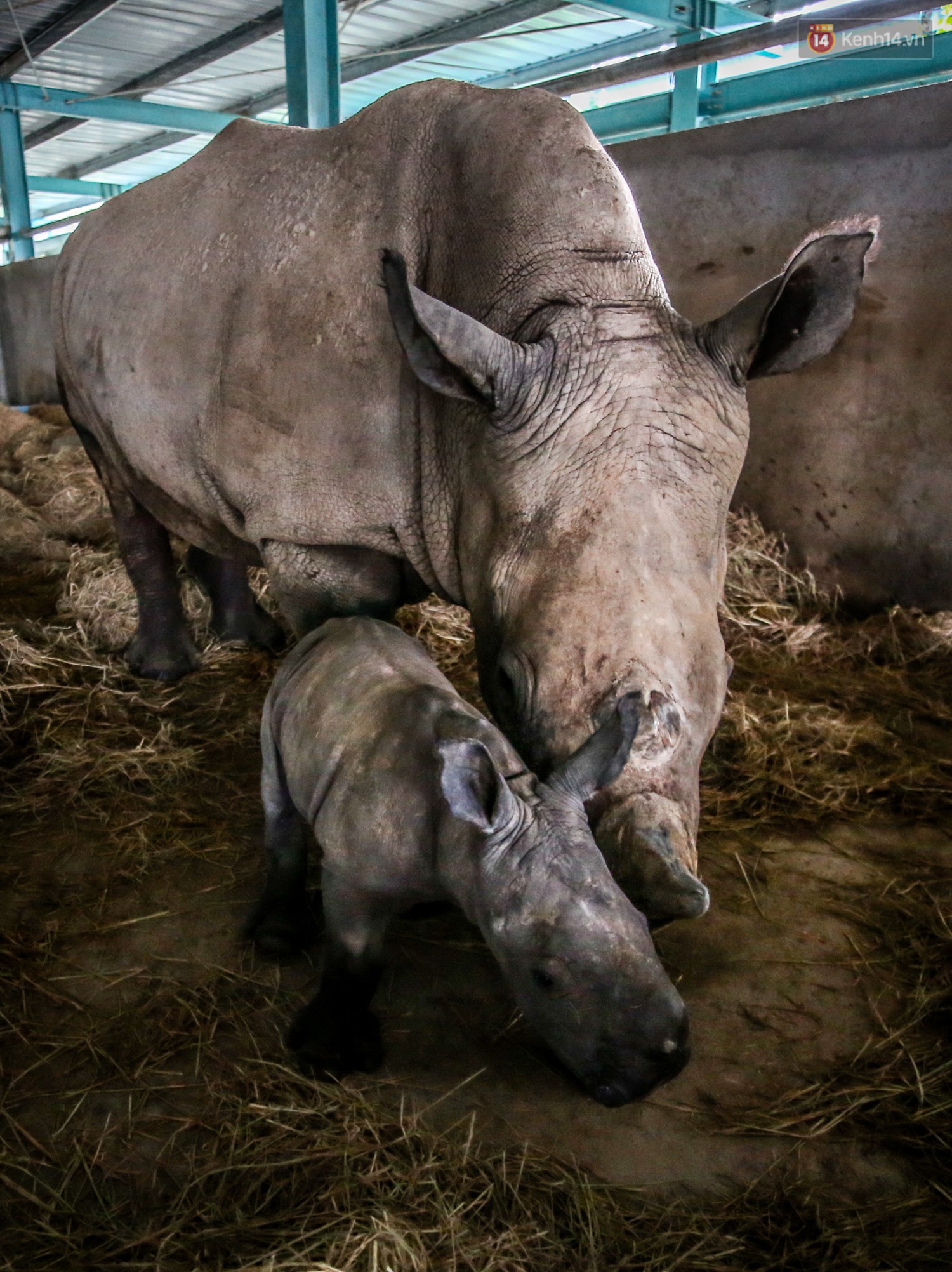 In the past ten years, they were born in Vietnam near two rare white rhinos - Photo 7. In the past ten years, they were born in Vietnam near two rare white rhinos - Photo 7.