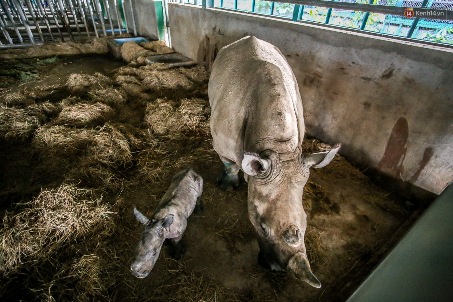 In the past decade, born in Vietnam near two rare white rhinos - Photo 8. In the past decade, born in Vietnam near two rare white rhinos - Photo 8.