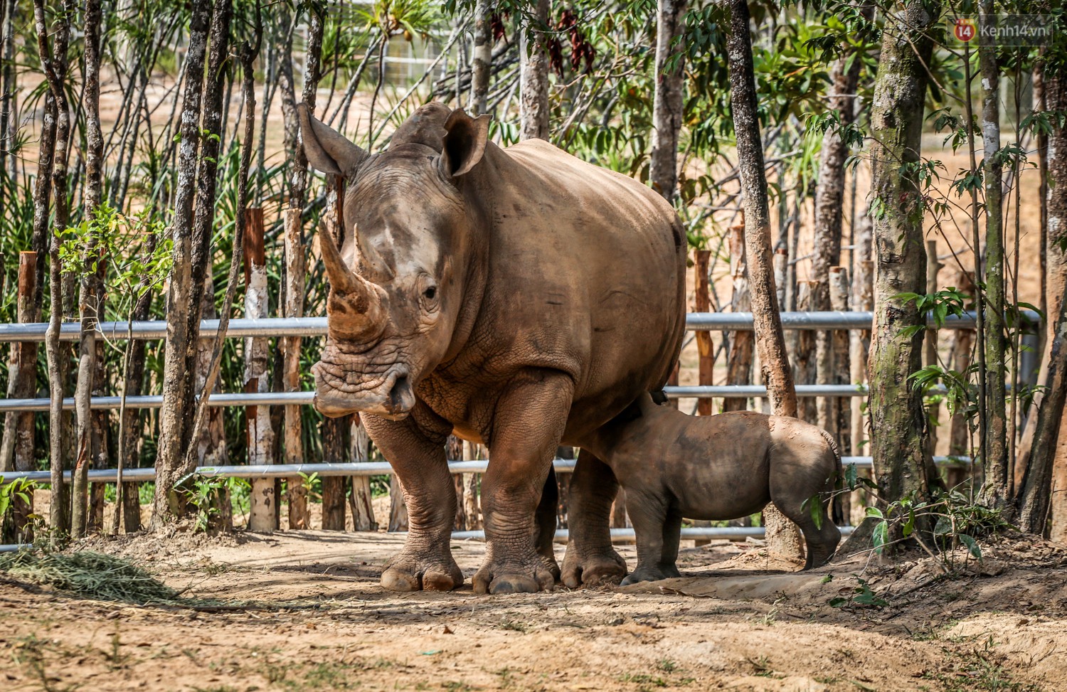 The closure of two rare white rhinos were born in Vietnam in the past decade - Photo 5. The closure of two rare white rhinos were born in Vietnam in the past decade - Photo 5.