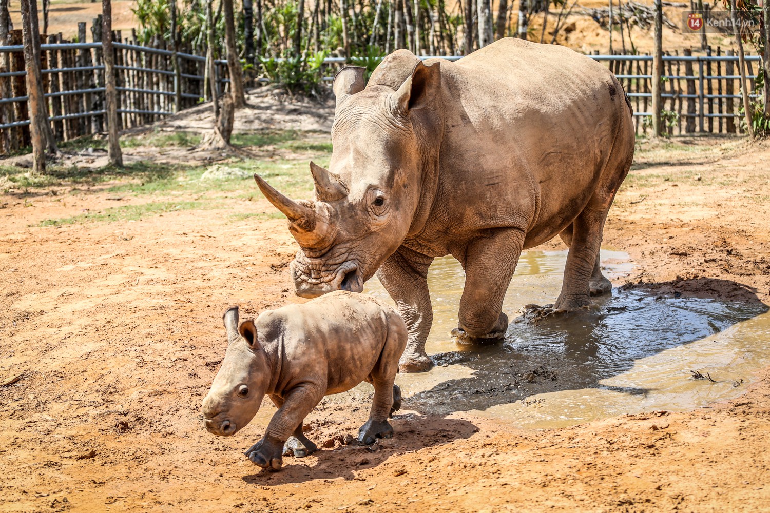 The closure of two rare white rhinos were born in Vietnam for the past decade - Photo 3. The closure of two rare white rhinos were born in Vietnam for the past decade - Photo 3.