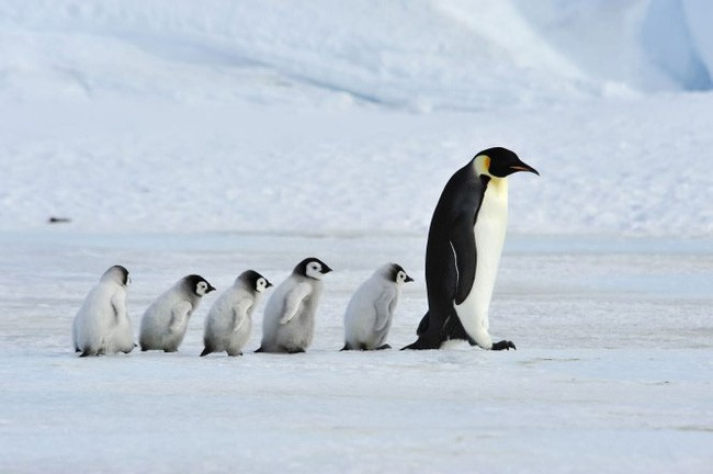 Tiếng kêu cứu từ Nam Cực: Hàng ngàn con chim cánh cụt hoàng đế bị xóa sổ vì thực tại khắc nghiệt này - Ảnh 2.