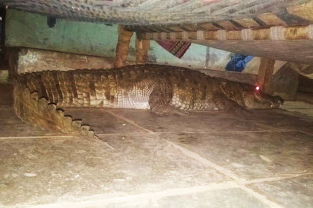 Hoảng hồn cá sấu mang thai nằm dưới gầm giường chờ sinh nở - Ảnh 1.
