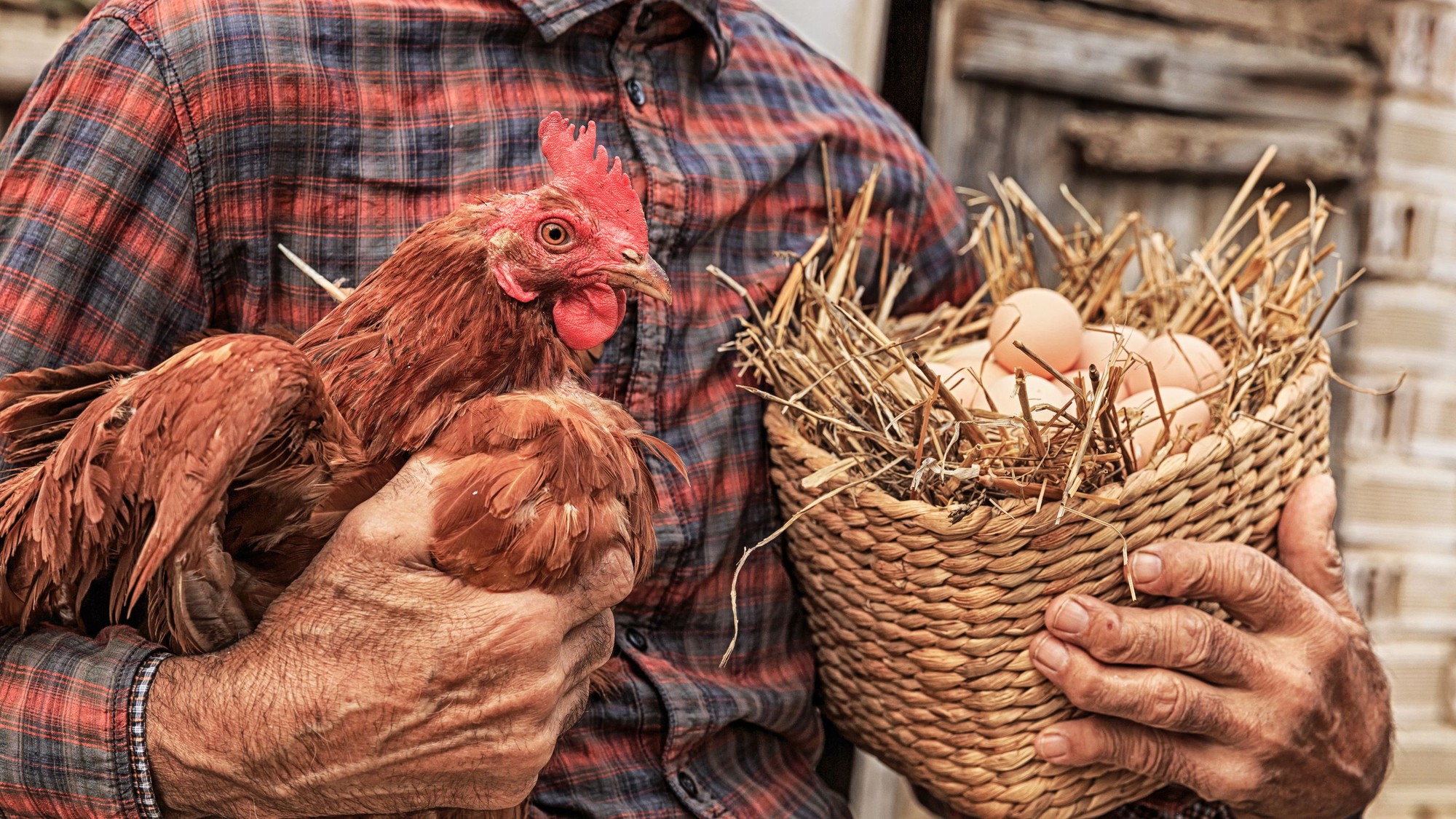 Trứng c&oacute; trước hay g&agrave; c&oacute; trước? Đ&aacute;p &aacute;n cho c&acirc;u hỏi kinh điển n&agrave;y h&oacute;a ra kh&ocirc;ng giống như bạn nghĩ - Ảnh 1.