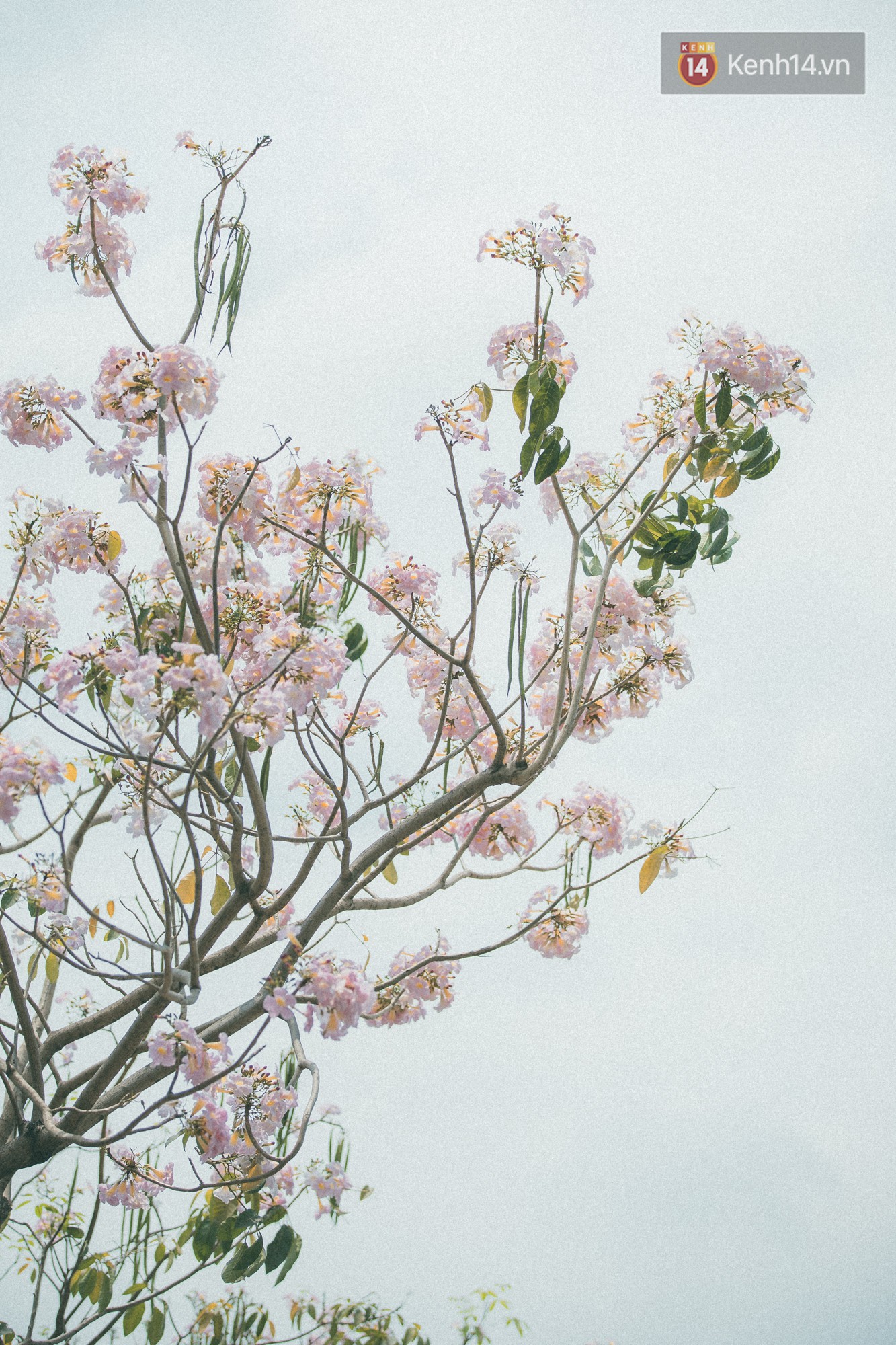 Sài Gòn mùa hoa kèn hồng: dịu dàng và dễ thương đến lạ! - Ảnh 10. Sài Gòn mùa hoa kèn hồng: dịu dàng và dễ thương đến lạ! - Ảnh 10.