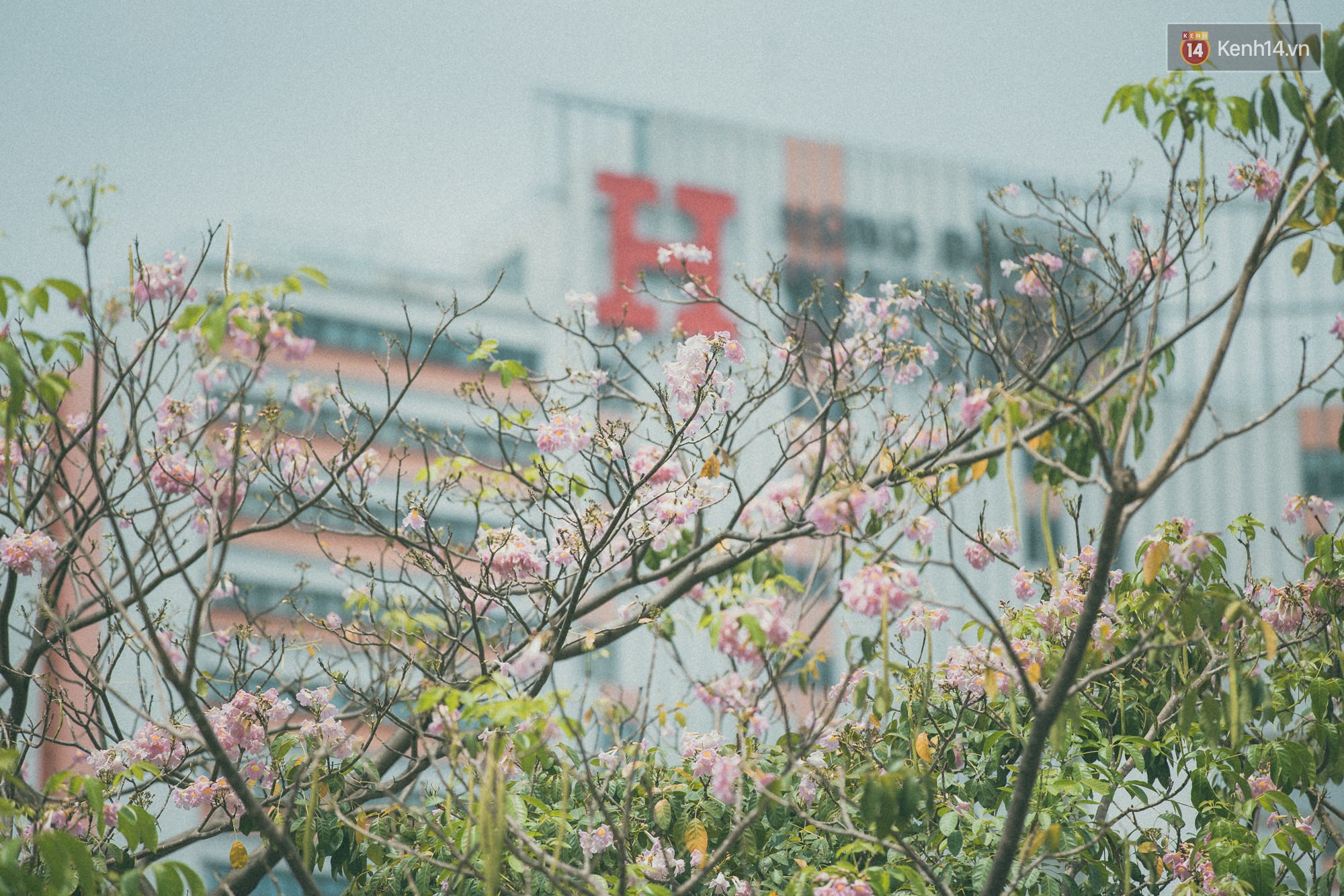Sài Gòn mùa hoa kèn hồng: dịu dàng và dễ thương đến lạ! - Ảnh 3. Sài Gòn mùa hoa kèn hồng: dịu dàng và dễ thương đến lạ! - Ảnh 3.