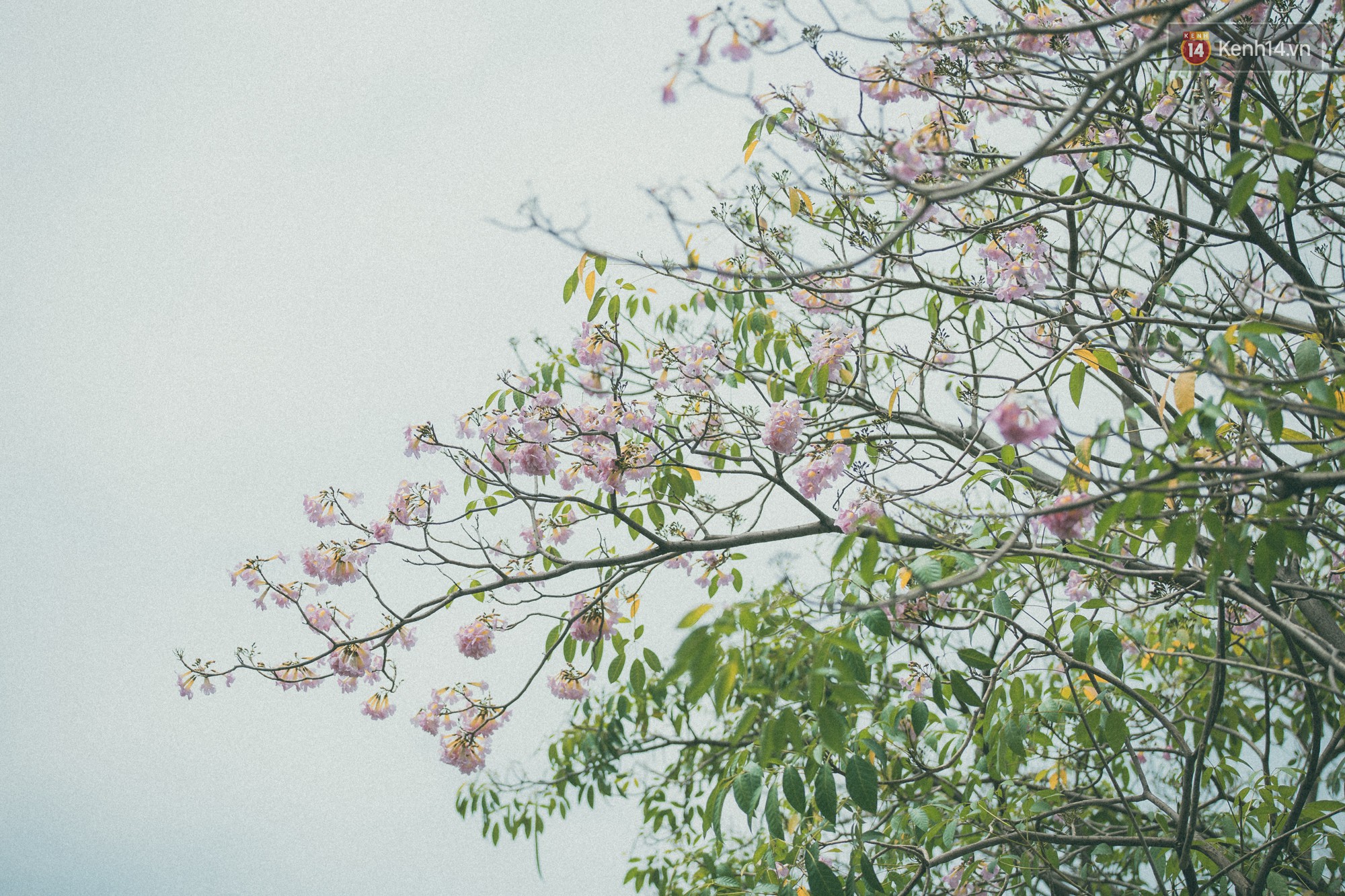 Sài Gòn mùa hoa kèn hồng: dịu dàng và dễ thương đến lạ! - Ảnh 12. Sài Gòn mùa hoa kèn hồng: dịu dàng và dễ thương đến lạ! - Ảnh 12.