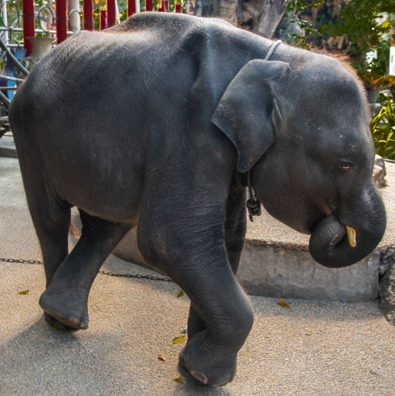 Sở thú Thái Lan gây phẫn nộ khi bắt chú voi con gầy rộc phải nhảy mua vui trong sở thú - Ảnh 3.