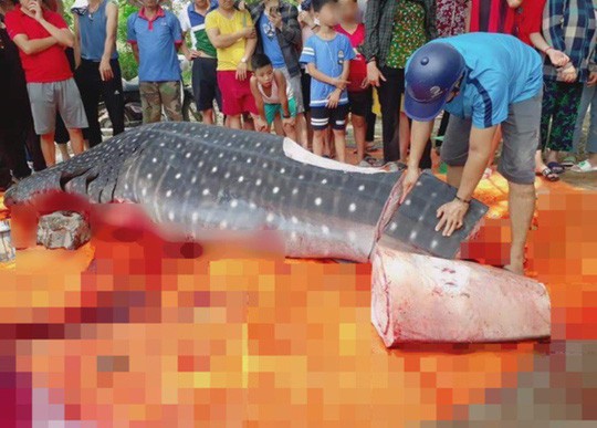 Cá nặng gần 1 tấn mà ngư dân Sầm Sơn xẻ thịt là cá nhám voi quý hiếm - Ảnh 1.