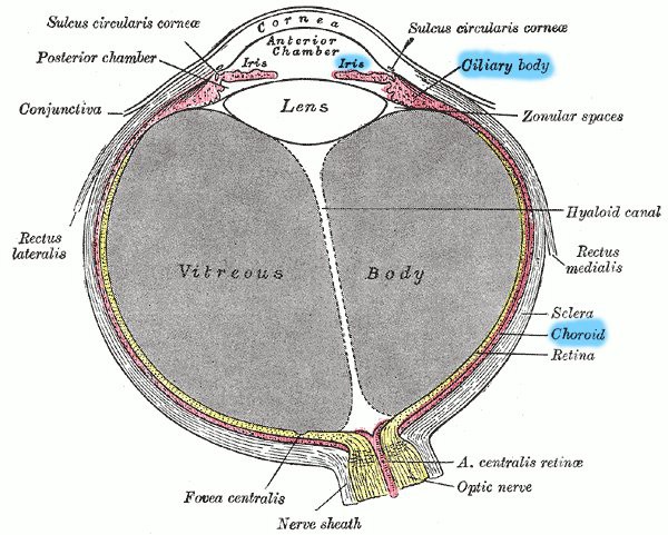 Hóa ra tròng mắt cũng có thể bị ung thư, và những gì xảy đến sau đó sẽ khiến bạn phải giật mình - Ảnh 1.