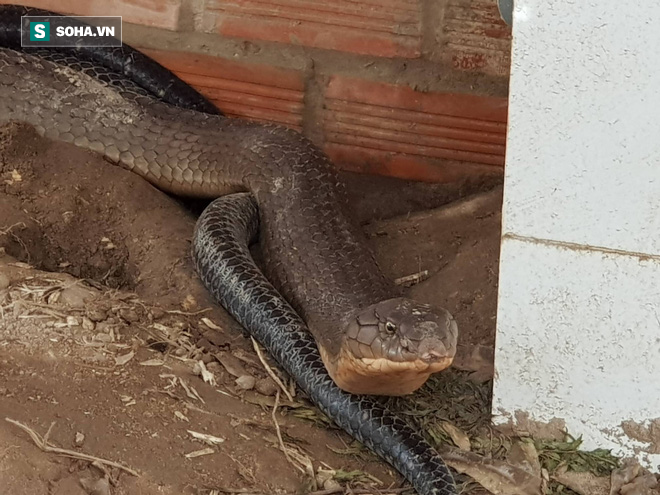 Thông tin bất ngờ về cặp rắn hổ khủng bắt được ở miền Tây: Nặng 18kg và đang có hiện tượng lột da - Ảnh 2.