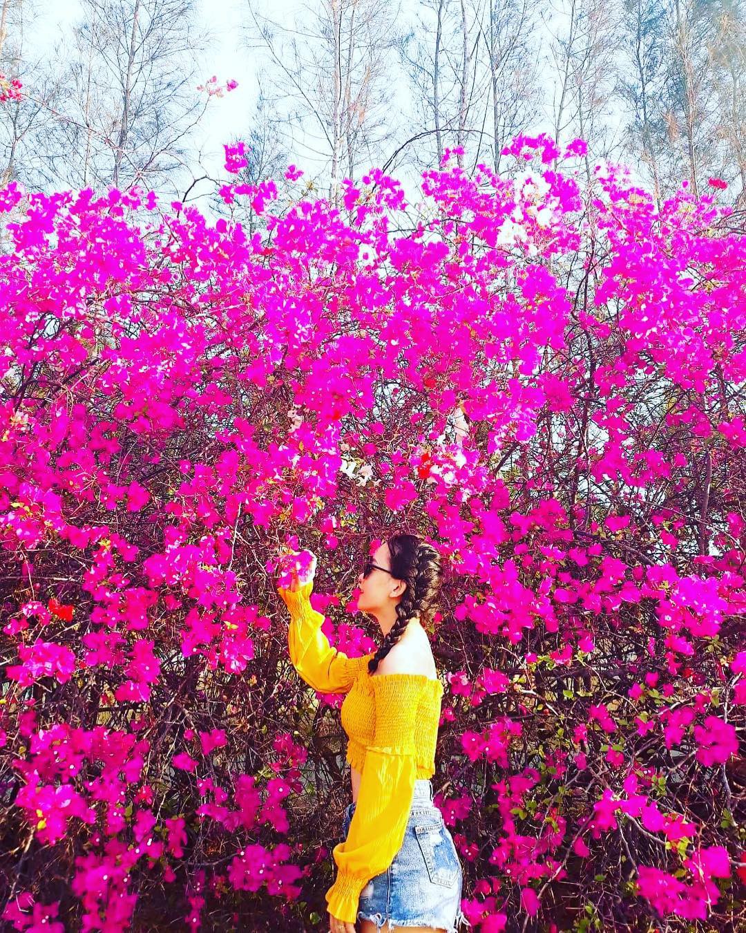 Đẹp thổn thức giàn hoa giấy sống ảo “cực phẩm” đang được giới trẻ nhiệt tình săn đón tại Đà Lạt - Ảnh 15. Đẹp thổn thức giàn hoa giấy sống ảo “cực phẩm” đang được giới trẻ nhiệt tình săn đón tại Đà Lạt - Ảnh 15.