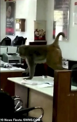 Rảnh rỗi sinh nông nổi, mỹ hầu vương lang thang vào ngân hàng bắt giữ nhân viên làm con tin, còn trèo lên đầu lên cổ nạn nhân - Ảnh 3.