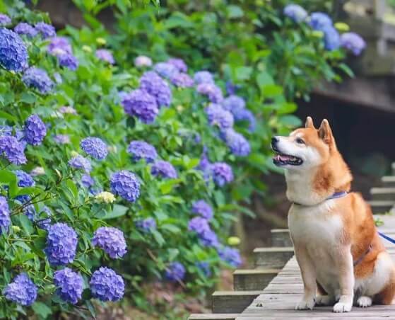 Tan chảy trước hình ảnh dễ thương của chú chó Shiba yêu hoa cỏ - Ảnh 15.