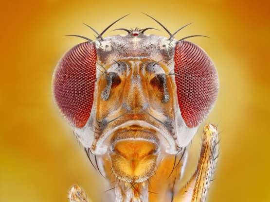 Những bức ảnh lạ thường về các loài côn trùng khi chụp cận cảnh - Ảnh 20.