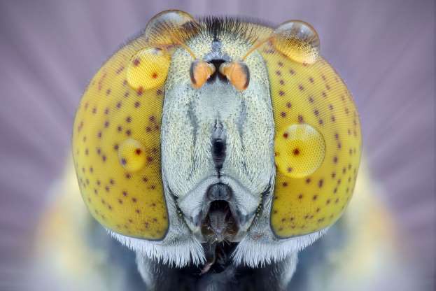 Những bức ảnh lạ thường về các loài côn trùng khi chụp cận cảnh - Ảnh 3.