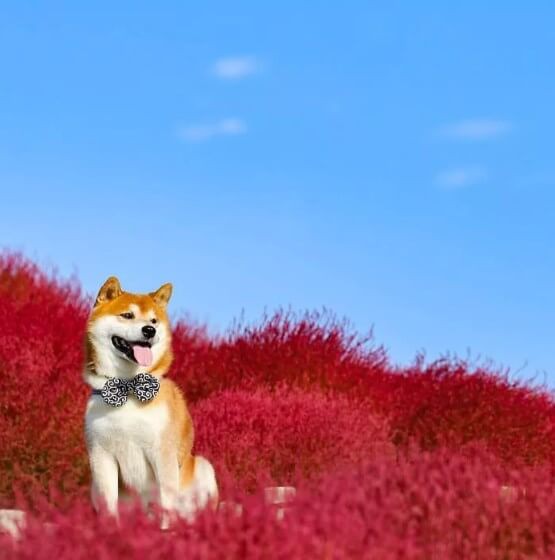 Chó Shiba Inu  Quốc Khuyển Của Nhật Bản  Siêu Pet