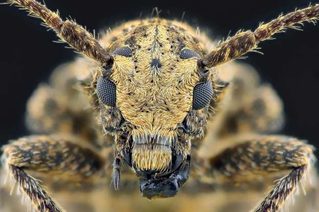 Những bức ảnh lạ thường về các loài côn trùng khi chụp cận cảnh - Ảnh 10.