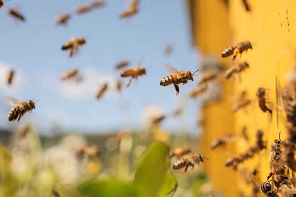 Ong mật trên thế giới ngày càng giảm và vừa có thêm nửa triệu con bị thiêu chết - Ảnh 1.