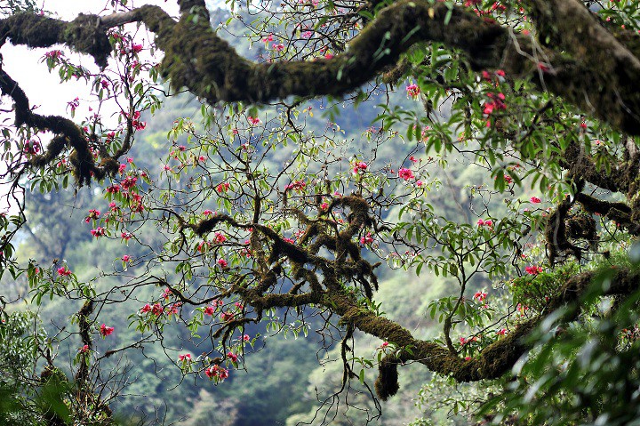 Đỉnh Putaleng vừa ra thông báo cấm du khách trekking khi chưa xin giấy phép - Ảnh 5. Đỉnh Putaleng vừa ra thông báo cấm du khách trekking khi chưa xin giấy phép - Ảnh 5.