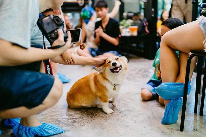 Ngắm nghía quán cà phê chó Corgi ở Thái Lan đang khiến cả MXH phát cuồng vì đáng yêu hết nấc - Ảnh 8.