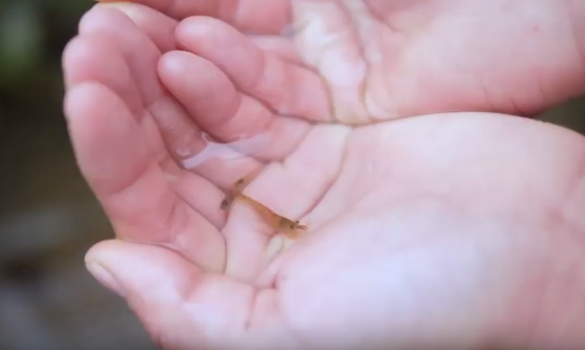 Loạt video mỹ thực của người trẻ Trung Quốc 