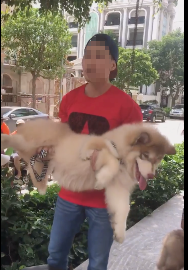 Việt kiều khoe chó nằm máy lạnh bị phạt 700 ngàn đồng - Ảnh 2.