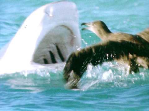 Từ vài bãi nôn của cá mập, khoa học phát hiện chúng ăn một thứ không ai có thể ngờ đến - Ảnh 2.