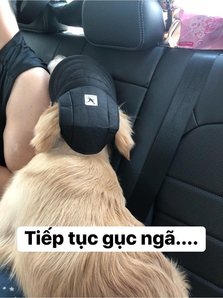 Chú chó đốn tim cư dân mạng bởi loạt biểu cảm nói hộ nỗi lòng của những người... say xe khi đi du lịch - Ảnh 19. Chú chó đốn tim cư dân mạng bởi loạt biểu cảm nói hộ nỗi lòng của những người... say xe khi đi du lịch - Ảnh 19.