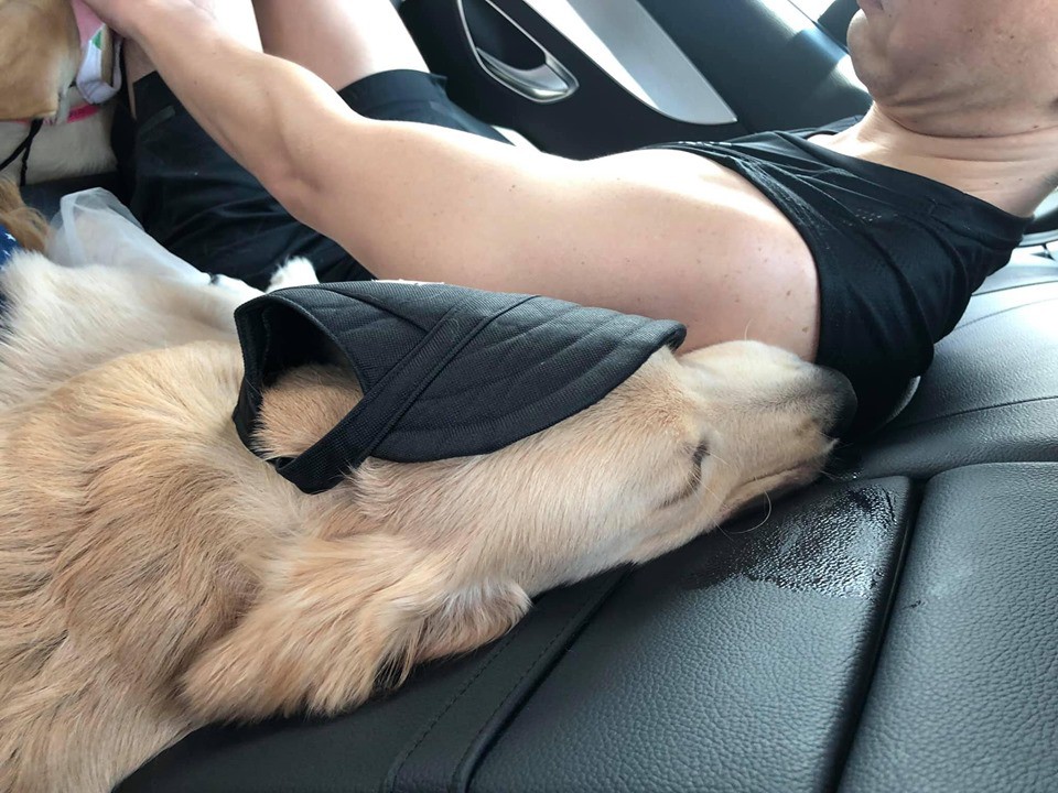 Chú chó đốn tim cư dân mạng bởi loạt biểu cảm nói hộ nỗi lòng của những người... say xe khi đi du lịch - Ảnh 15. Chú chó đốn tim cư dân mạng bởi loạt biểu cảm nói hộ nỗi lòng của những người... say xe khi đi du lịch - Ảnh 15.