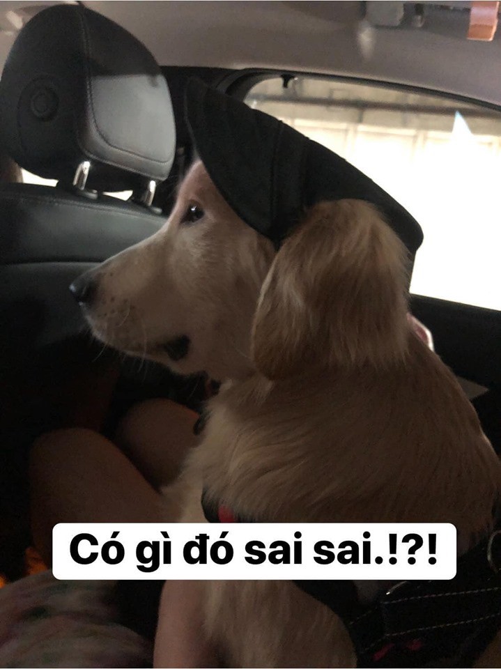 Chú chó đốn tim cư dân mạng bởi loạt biểu cảm nói hộ nỗi lòng của những người... say xe khi đi du lịch - Ảnh 5. Chú chó đốn tim cư dân mạng bởi loạt biểu cảm nói hộ nỗi lòng của những người... say xe khi đi du lịch - Ảnh 5.