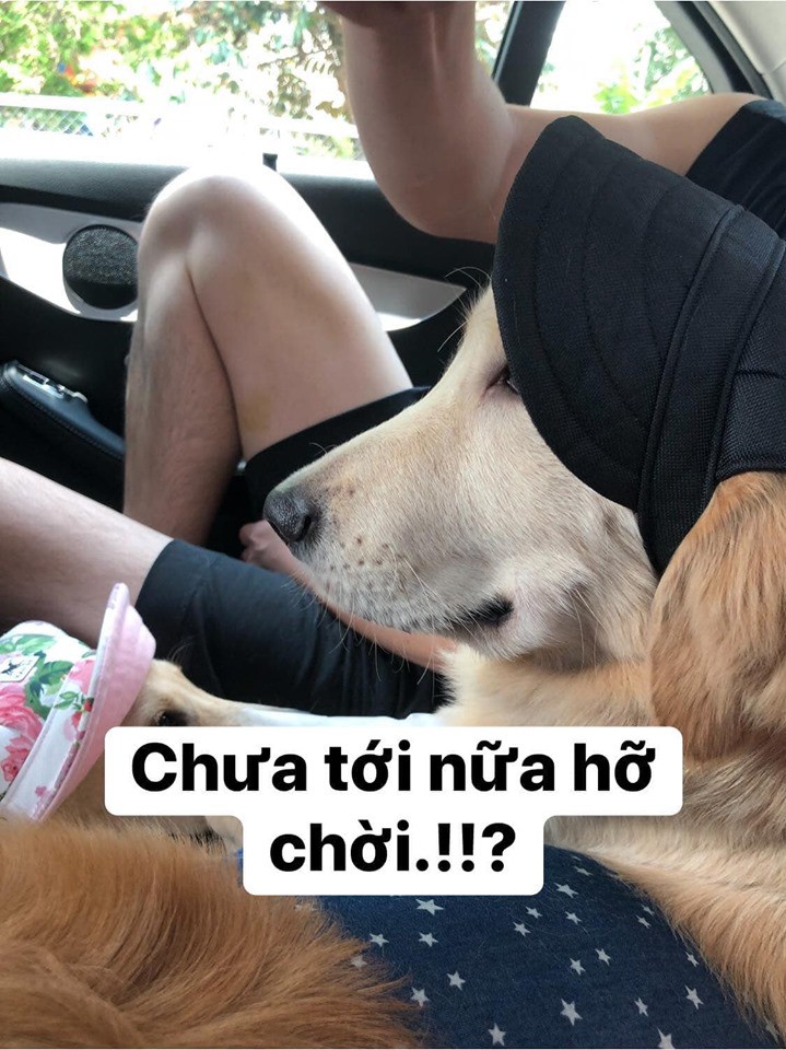 Chú chó đốn tim cư dân mạng bởi loạt biểu cảm nói hộ nỗi lòng của những người... say xe khi đi du lịch - Ảnh 17. Chú chó đốn tim cư dân mạng bởi loạt biểu cảm nói hộ nỗi lòng của những người... say xe khi đi du lịch - Ảnh 17.