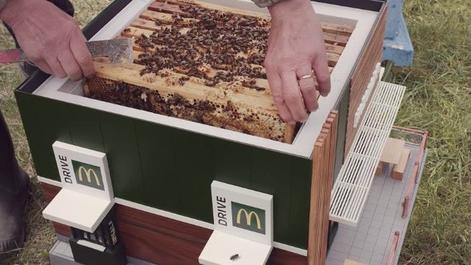 McDonalds khai trương McHive, nhà hàng tí hon dành riêng cho ong - Ảnh 13.