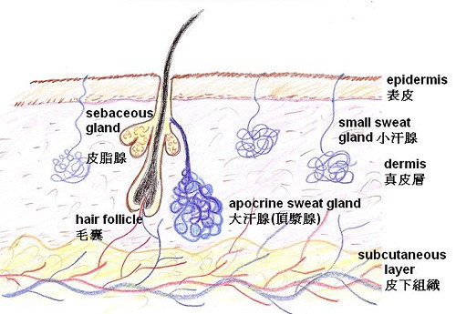 Có rất ít người Nhật Bản bị hôi nách và đây là bí mật của họ - Ảnh 2.