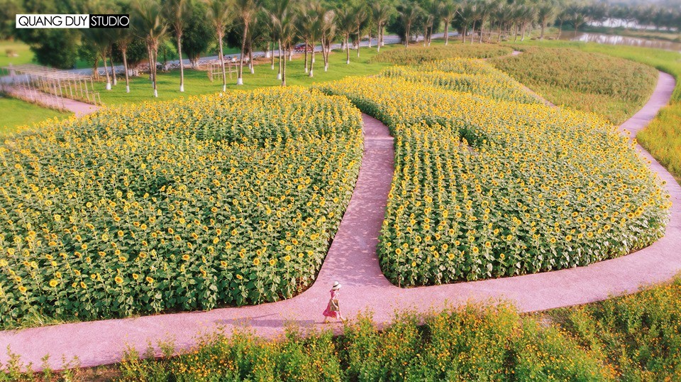 Lướt mỏi tay loạt ảnh check-in “thật là vàng tươi” của giới trẻ ở vườn hoa hướng dương mới xuất hiện ngay gần Hà Nội, không đi nhanh kẻo phí cả mùa hè - Ảnh 3.