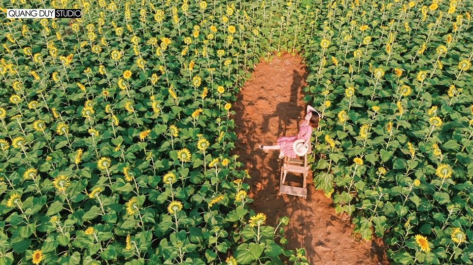 Lướt mỏi tay loạt ảnh check-in “thật là vàng tươi” của giới trẻ ở vườn hoa hướng dương mới xuất hiện ngay gần Hà Nội, không đi nhanh kẻo phí cả mùa hè - Ảnh 10.
