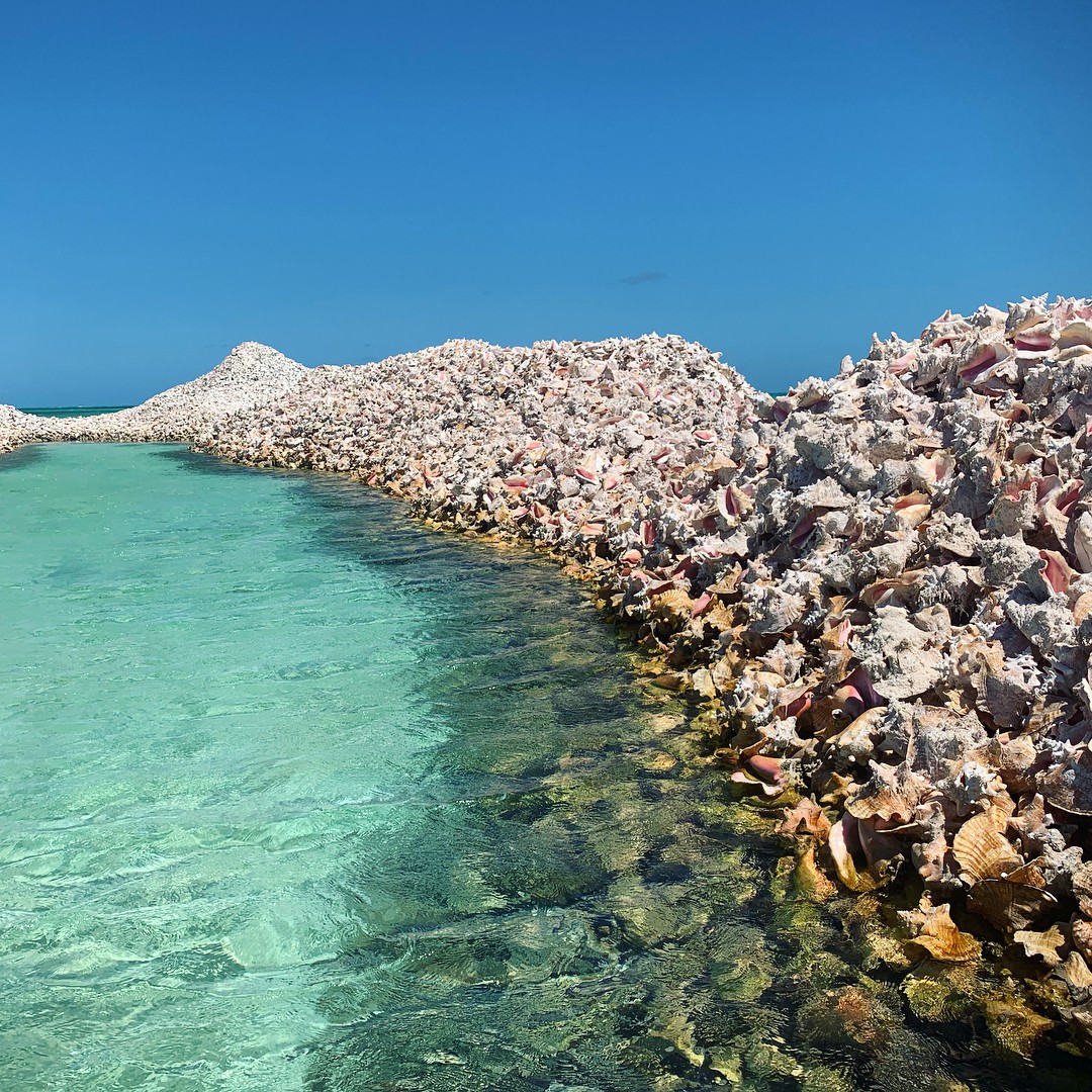 Ho&aacute; ra, h&ograve;n đảo ăn ốc đổ vỏ l&agrave; c&oacute; thật: Mới nh&igrave;n h&igrave;nh th&ocirc;i m&agrave; đ&atilde; thấy nhức ch&acirc;n lắm rồi! - Ảnh 5.