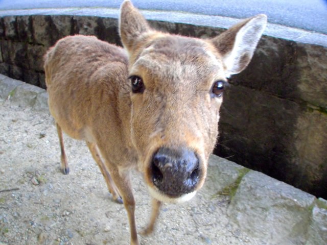 Từ năm ngoái đến nay, 6 con hươu Nara đã chết vì bội thực rác nhựa của du khách - Ảnh 3.
