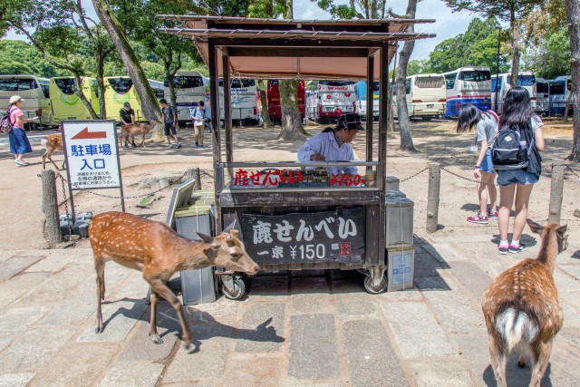 Từ năm ngoái đến nay, 6 con hươu Nara đã chết vì bội thực rác nhựa của du khách - Ảnh 1.