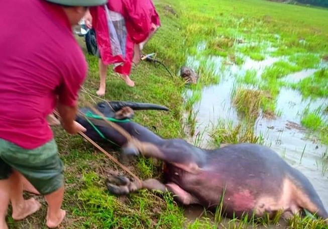 Trâu liên tục bị sét đánh chết khi đang ăn cỏ ngoài đồng  - Ảnh 1.