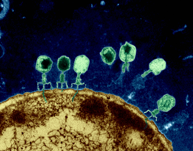 Vũ khí mới chống lại siêu vi khuẩn kháng kháng sinh: Những con virus biến đổi gen - Ảnh 4.